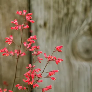 Heuchera cv. Canyon Chimes, SBBG cultivar, Plant Introduction Program