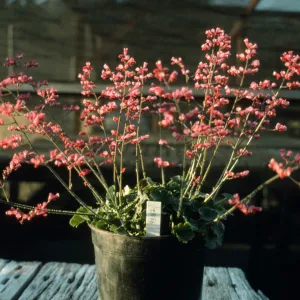 Heuchera cv. Canyon Chimes, 93-182, SBBG cultivar, Plant Introduction Program