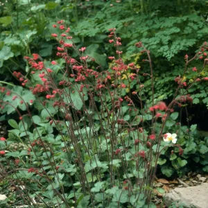 Heuchera cv. Canyon Belle, SBBG cultivar, Plant Introduction Program