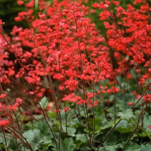 Heuchera cv. Canyon Belle, SBBG cultivar, Plant Introduction Program
