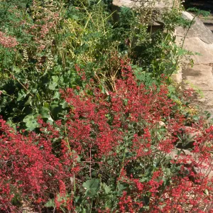 Heuchera cv. Canyon Belle, SBBG cultivar, Plant Introduction Program