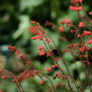 Heuchera cv. Canyon Belle, SBBG cultivar, Plant Introduction Program