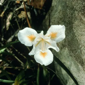 Iris cv. Canyon Snow, SBBG cultivar, Plant Introduction Program