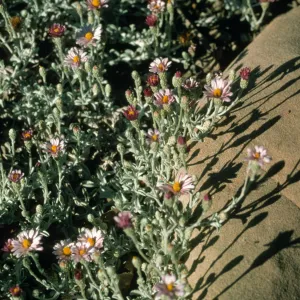 Lessingia cv. Silver Carpet, SBBG cultivar, Plant Introduction Program