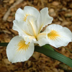 Iris cv. Canyon Snow, SBBG cultivar, Plant Introduction Program