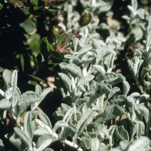 Lessingia filaginifolia cv. Silver Carpet, SBBG cultivar, Plant Introduction Program