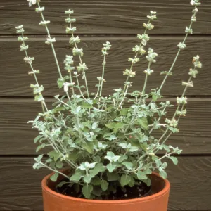 Salvia (Sage) cv. Baja Blanca, SBBG cultivar, Plant Introduction Program