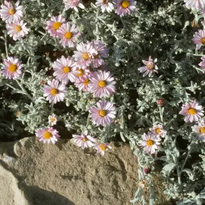 Lessingia filaginifolia cv. Silver Carpet, SBBG cultivar, Plant Introduction Program