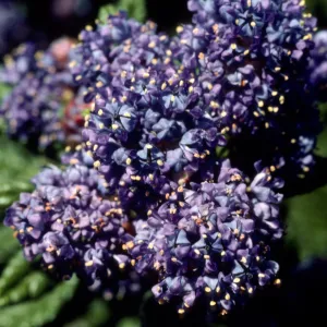 Ceanothus cv. Far Horizons, SBBG cultivar, Plant Introduction Program