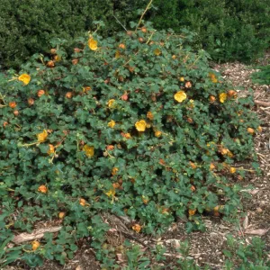 Fremontodendron cv. Daras Gold, SBBG cultivar, Plant Introduction Program