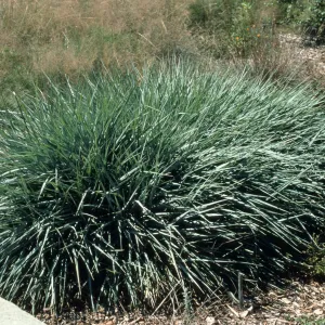 Leymus cv. Canyon Prince, SBBG cultivar, Plant Introduction Program