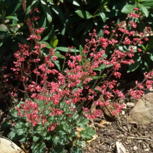 Heuchera cv. Canyon Chimes, SBBG cultivar, Plant Introduction Program