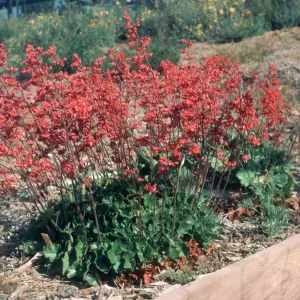 Heuchera cv. Canyon Delight, SBBG cultivar, Plant Introduction Program