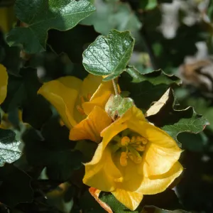 Fremontia cv. Daras Gold, SBBG cultivar, Plant Introduction Program