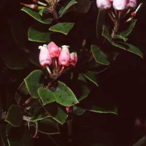 Arctostaphylos hearstiorum, SBBG
