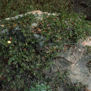 Arctostaphylos hearstiorum cv. Arroyo Cascade, SBBG cultivar, Plant Introduction Program, 72-067-2, SBBG Arroyo Section