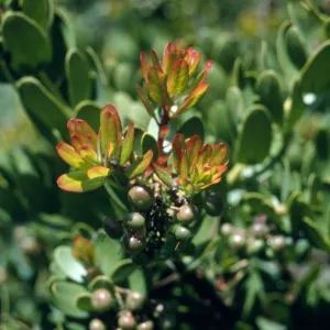 Arctostaphylos cv. Canyon Sparkles