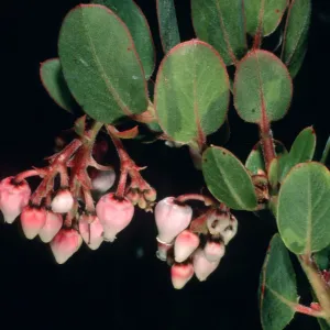 Arctostaphylos cv. Canyon Rose (Canyon Blush), SBBG Arroyo Section, SBBG cultivar, Plant Introduction Program