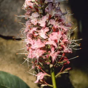 Aesculus cv. Canyon Pink
