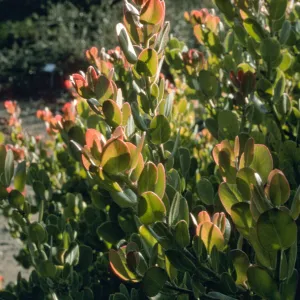 leaves, Arctostaphylos cv. Canyon Blush, SBBG cultivar, Plant Introduction Program