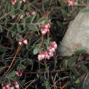 Arctostaphylos cv. Arroyo Cascade, SBBG cultivar, Plant Introduction Program