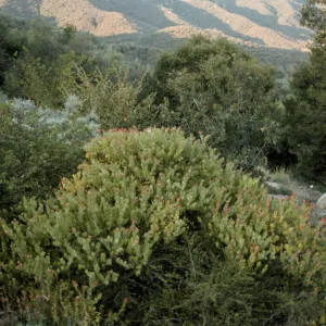 Arctostaphylos cv. Canyon Blush, SBBG cultivar, Plant Introduction Program