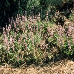 Salvia (Sage) cv. Daras Choice, SBBG cultivar, Plant Introduction Program