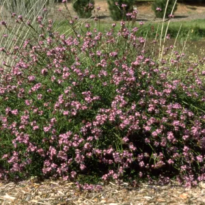 Verbena cv. De La Mina, SBBG cultivar, Plant Introduction Program