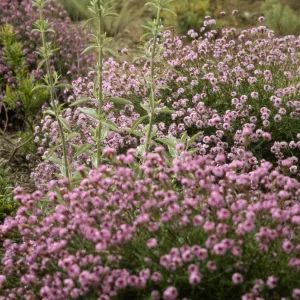 Verbena cv. De La Mina, SBBG cultivar, Plant Introduction Program