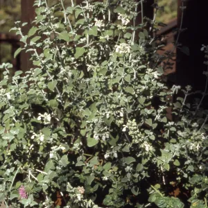 Salvia (Sage) cv. Baja Blanca, SBBG cultivar, Plant Introduction Program