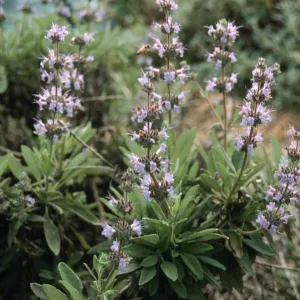 Salvia (Sage) cv. Daras Choice, SBBG cultivar, Plant Introduction Program