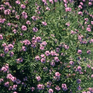 Verbena cv. De La Mina, SBBG cultivar, Plant Introduction Program