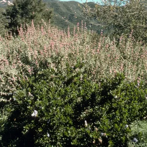 Salvia (Sage) cv. Amethyst Bluff, SBBG cultivar, Plant Introduction Program