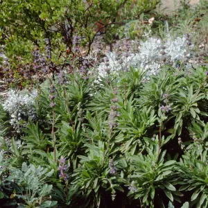 Salvia cv. Daras Choice, SBBG cultivar, Plant Introduction Program, SBBG 88-24