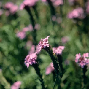 Verbena cv. De La Mina, SBBG cultivar, Plant Introduction Program