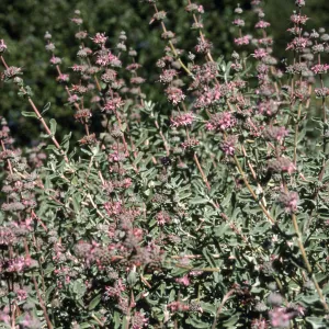 Salvia (Sage) cv. Amethyst Bluff, SBBG cultivar, Plant Introduction Program