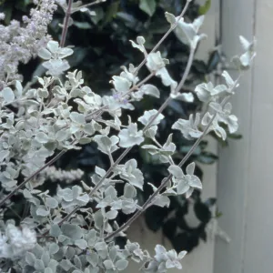 Hyptis cv. Silver Lining, SBBG cultivar, Plant Introduction Program