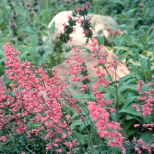 Heuchera cv. Canyon Pink, SBBG cultivar, Plant Introduction Program