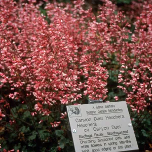 Heuchera cv. Canyon Duet, SBBG cultivar, Plant Introduction Program