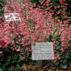 Heuchera cv. Canyon Melody, SBBG cultivar, Plant Introduction Program