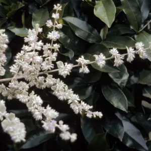 Hyptis cv. Silver Lining, SBBG cultivar, Plant Introduction Program