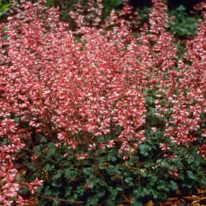 Heuchera cv. Canyon Duet, SBBG cultivar, Plant Introduction Program