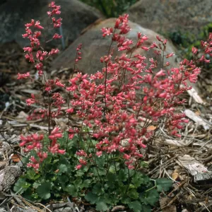 Heuchera cv. Canyon Melody, SBBG cultivar, Plant Introduction Program