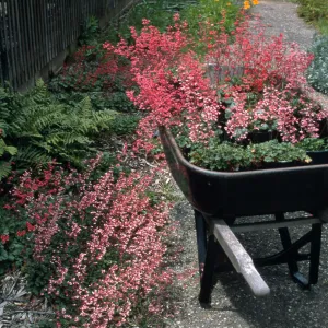 Heuchera cv. Canyon Quartet series (cv. Duet, cv. Belle,cv. Chimes, cv. Melody), SBBG cultivar, Plant Introduction Program