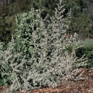 Hyptis cv. Silver Lining, SBBG cultivar, Plant Introduction Program