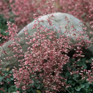 Heuchera cv. Canyon Duet, SBBG cultivar, Plant Introduction Program
