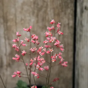 Heuchera cv. Canyon Melody, SBBG cultivar, Plant Introduction Program