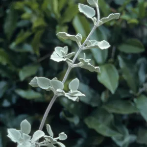 Hyptis cv. Silver Lining, SBBG cultivar, Plant Introduction Program