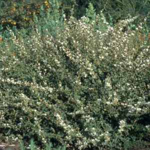 Sphaeralcea fulva cv. La Luna, SBBG cultivar, Plant Introduction Program