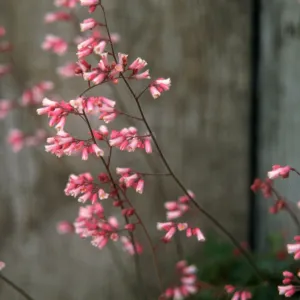 Heuchera cv. Canyon Duet, SBBG cultivar, Plant Introduction Program